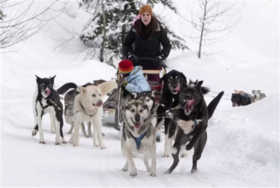 Sled dogs pull tourists during a tour run by Outdoor Adventures in the Soo Valley north of Whistler, British Columbia, Canada, on Monday, Jan. 31, 2011. An organization that fights animal abuse is calling the slaughter of 100 sled dogs by an outdoor adventure company in British Columbia a bloodbath and police are investigating.